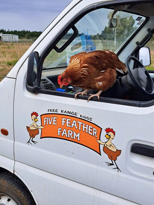 Five Feather Farm - Free Range Eggs 1 doz